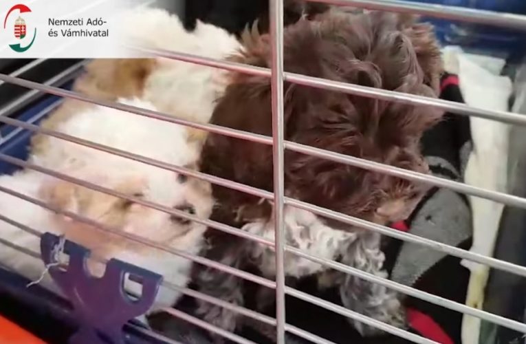 Négy hetes kutyákat csempészett a román sofőr