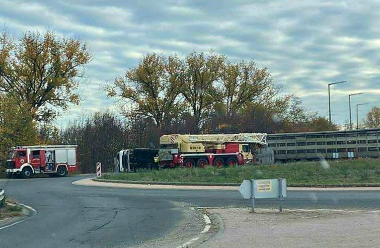 Felborult egy élő állatokat szállító kamion