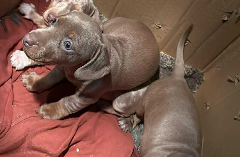 Hajnali rajtaütés az M4-esen